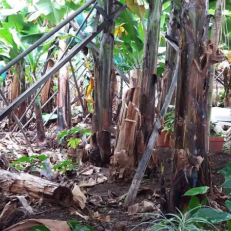 Semesterbostad Banana House Ponta do Sol (Madeira)