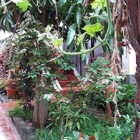 Semesterbostad Banana House *
